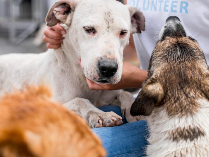 14 psów oczekuje na adopcję w Schronisku dla Bezdomnych Zwierząt pod Ostrowem