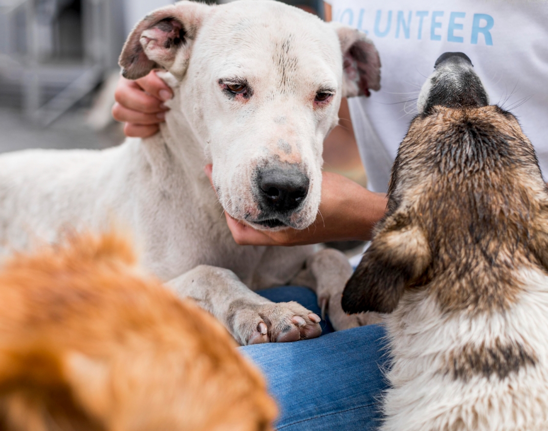 14 psów oczekuje na adopcję w Schronisku dla Bezdomnych Zwierząt pod Ostrowem